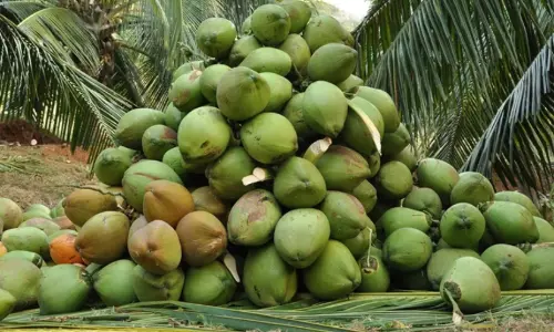 Coconut production
