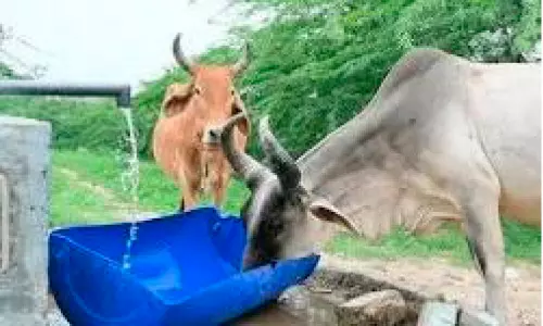 ചൂട് താങ്ങാനാകാതെ വളർത്തുമൃഗങ്ങൾ; കഴിഞ്ഞദിവസം ചത്തത് നാല് പശുക്കൾ