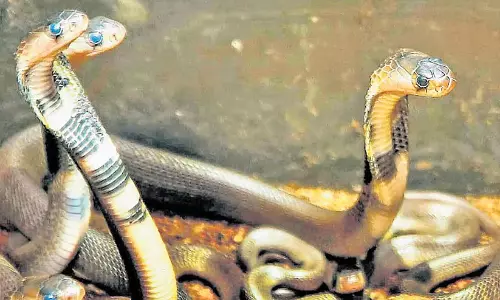 പാ​മ്പു​ക​ൾ  പു​റ​ത്തേ​ക്ക്​; വേ​ണം ജാ​ഗ്ര​ത