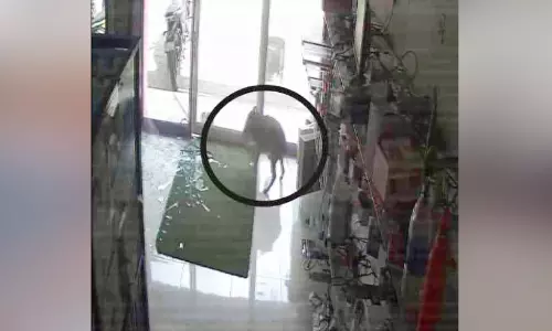 ടൗണിലെ വ്യാപാരസ്ഥാപനത്തിൽ കാട്ടുപന്നി ആക്രമണം