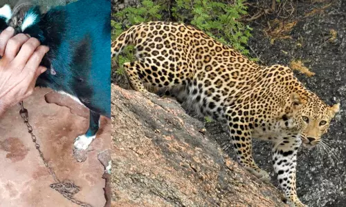 വീണ്ടും വളർത്തു നായയെ പിടിച്ചു; മൂന്നേക്കർ മണലിയിൽ അകലുന്നില്ല പുലി ഭീതി