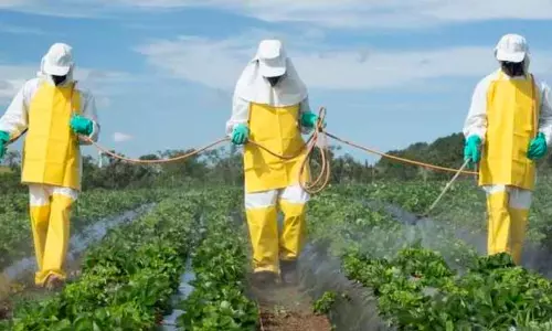 കീടനാശിനികൾ വില്ലനാകുന്നു; അർബുദ സാധ്യത 150 ശതമാനം വരെ വർധിക്കുമെന്ന് പഠനം