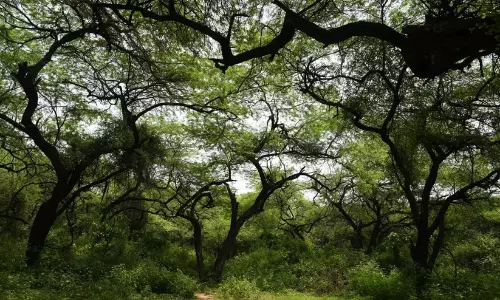 Forest