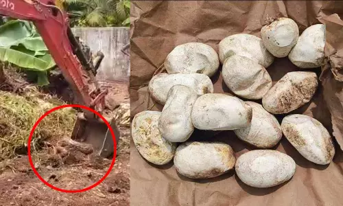 നെട്ടൂരിൽ പെരുമ്പാമ്പിനെയും 18 മുട്ടകളും കണ്ടെടുത്തു