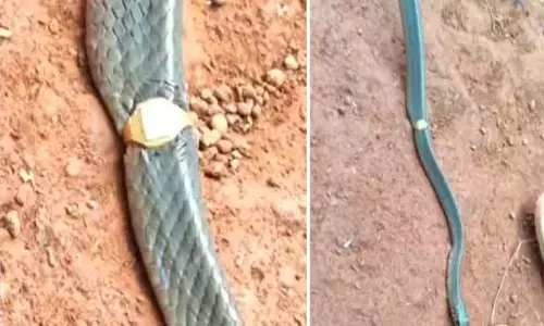 മോതിരത്തിനുളളിൽ കുടുങ്ങി ചേര: കണ്ടെത്തിയത് വീട്ടിലെ മേശവലിപ്പിൽ