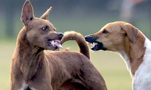 പേവിഷബാധയേറ്റ് മരണം;  സൂപ്രണ്ട് അടക്കം നാല് ഡോക്ടർമാർക്കെതിരെ കേസ്