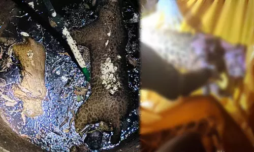 കൂമ്പാറയിൽ കിണറ്റിൽ പുലിയും കാട്ടുപൂച്ചയും ചത്ത നിലയിൽ; ജഡങ്ങൾ വനം വകുപ്പ് അധികൃതർ പുറത്തെടുത്തു