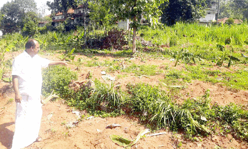 കാ​ട്ടാ​ന​ക്കൂ​ട്ടം വീ​ണ്ടും ജ​ന​വാ​സ മേ​ഖ​ല​യി​ൽ