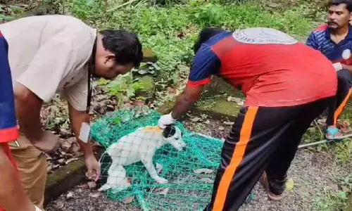 തെ​രു​വു​നാ​യ്​​ക്ക​ള്‍ക്ക് വാ​ക്സി​നേ​ഷ​ൻ: ന​ട​പ​ടി​ക​ള്‍ക്ക് തു​ട​ക്കം