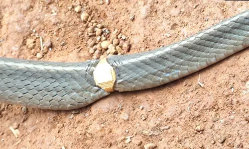 ചേരപ്പാമ്പിനാര് മോതിരമിട്ടു..! മേശയിലെ സ്വർണമോതിരം അണിഞ്ഞ് പാമ്പ്