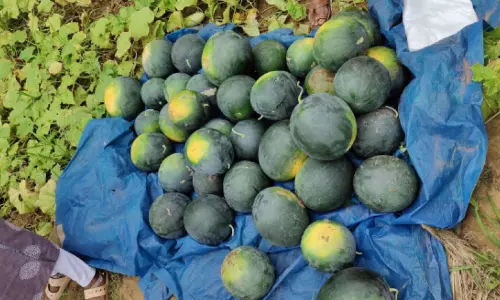 നാ​ടി​ന്റെ ഉ​ത്സ​വ​മാ​യി ത​ണ്ണി​മ​ത്ത​ൻ വി​ള​വെ​ടു​പ്പ്