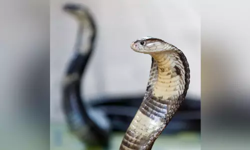 പിടികൂടുന്നവക്ക്​ തോന്നുംപടി ‘റിലീസ്​’; പാമ്പ്​ ശല്യം ഇരട്ടിക്കാൻ ഇതും കാരണം