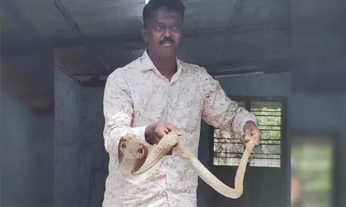 വീട്ടിൽ കയറിയ മൂർഖൻ പാമ്പിനെ പിടികൂടി