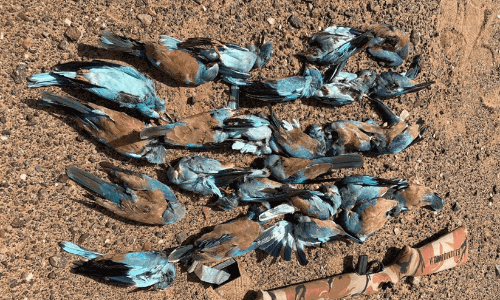 വാദി ബനീ ഖാലിദിൽ പക്ഷ​ിവേട്ട സംഘം പിടിയിൽ