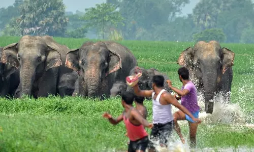 വന്യമൃഗ ആക്രമണം: ജംഷീറിന്റെ കുടുംബത്തിന് സഹായധനം ലഭിച്ചില്ല