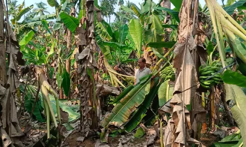 വേനലും മഴയും; ജില്ലയിൽ ഈ വർഷം 43.38 കോടിയുടെ കൃഷിനാശം