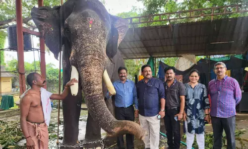 കൂടൽമാണിക്യം തിരുവുത്സവം; ആനകളുടെ സുരക്ഷ ഉറപ്പാക്കാൻ വനം വകുപ്പും മൃഗസംരക്ഷണ വകുപ്പും
