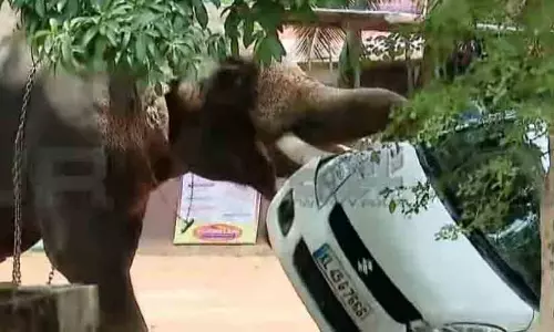 അങ്കമാലിയിൽ ആനയിടഞ്ഞു; കൊണ്ടുവന്ന ലോറി ഡ്രൈവറെ ചവിട്ടിക്കൊന്നു