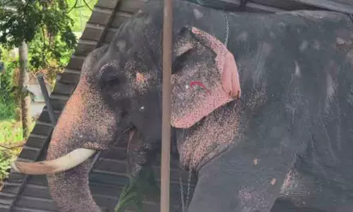 വീണ്ടും ആനക്കലി; ഇരിങ്ങാലക്കുടയിൽ പാപ്പാനെ ചവിട്ടിക്കൊന്നു