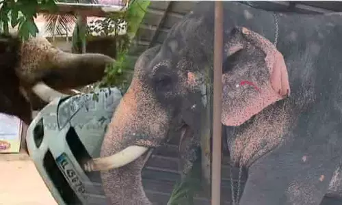 ആനക്കലിയിൽ ഇന്ന് പൊലിഞ്ഞത് രണ്ട് ജീവനുകൾ; അങ്കമാലിയിലും ഇരിങ്ങാലക്കുടയിലും ആനയിടഞ്ഞ് അപകടം