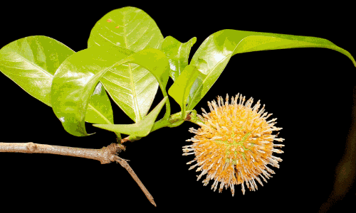 ആ​റ്റു​വ​ഞ്ചി