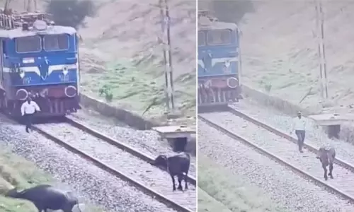buffalo on tracks