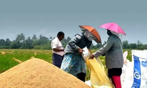 ബാങ്കുകൾ വായ്പ നിർത്തി; നെല്ല് സംഭരണം വൻ പ്രതിസന്ധിയിൽ