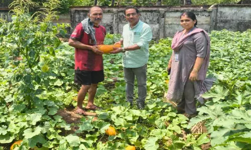 സത്താറിന്റെ കൃഷിയിടത്തിൽ   വിളഞ്ഞത് നൂറുമേനി