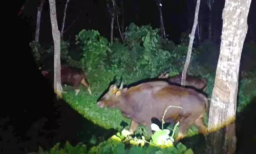 പ​ന​വൂ​ർ അ​ജ​യ​പു​ര​ത്ത് കാ​ട്ടു​പോ​ത്തു​ക​ളി​റ​ങ്ങി