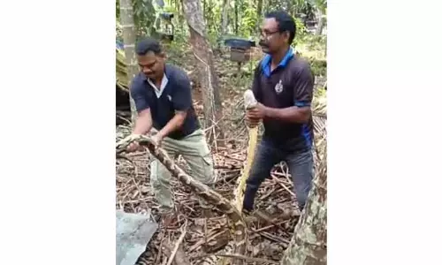 വീ​ട്ടു​പു​ര​യി​ട​ത്തി​ൽ മ​ല​മ്പാ​മ്പി​നെ പി​ടി​കൂ​ടി
