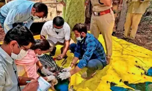 കർണാടകയിൽ മയിലുകൾ ചത്ത സംഭവം; പക്ഷിപ്പനി സ്ഥിരീകരിച്ചു, അതീവ ജാഗ്രത