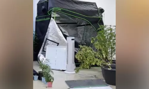 കഞ്ചാവ് കൃഷി കണ്ടെത്തി; നാലുപേർ പിടിയിൽ