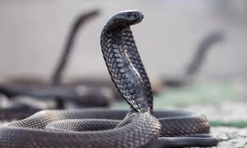 ചേർത്തലയിൽ മജിസ്ട്രേറ്റിന് പാമ്പ് കടിയേറ്റു