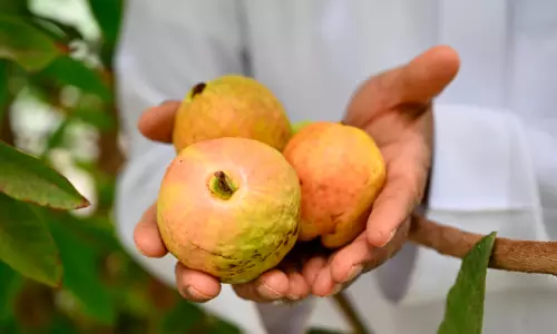 ന​ജ്‌​റാ​ൻ കാ​ർ​ഷി​ക വി​പ്ല​വ​ത്തി​ലേ​ക്ക്;   ചു​വ​ന്ന പേ​ര​ക്ക കൃ​ഷി​യി​ൽ   വ​ൻ മു​ന്നേ​റ്റം