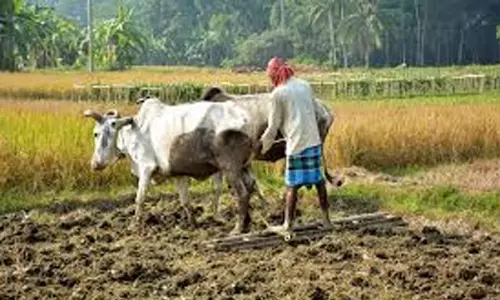കർണാടകയിൽ കർഷക ആത്മഹത്യ വർധിക്കുന്നു; ആശങ്കയായി കണക്കുകൾ