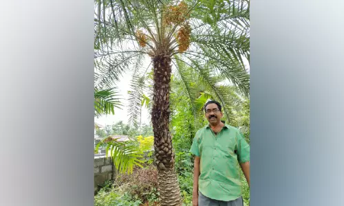 മണക്കാട്ടെ മണ്ണിലും ഈന്തപ്പഴ മധുരം