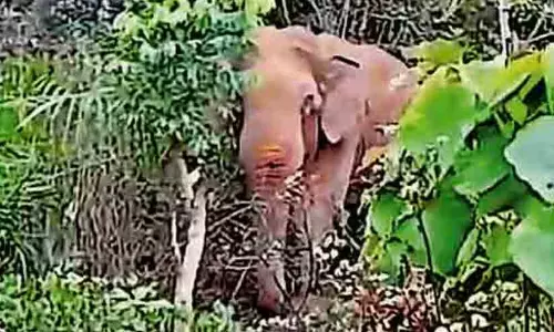 കെ.എം-1 ആനയെ നിരീക്ഷിക്കണമെന്നും അനിഷ്ടസംഭവങ്ങൾ ഒഴിവാക്കണമെന്നും ഹൈകോടതി