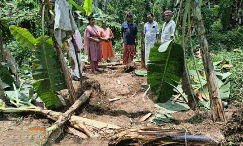 കാട്ടാനകളിറങ്ങി വ്യാപകമായി കൃഷി നശിപ്പിച്ചു