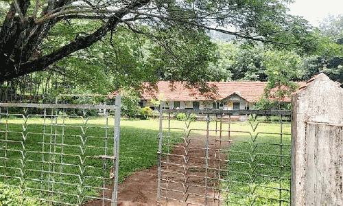 കാട്ടാന ശല്യം രൂക്ഷം; കല്ലേലിയിലെ ജനങ്ങൾ ഭീതിയിൽ
