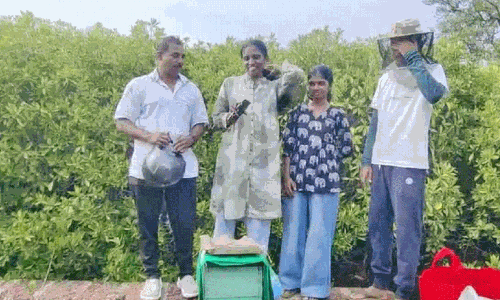 കണ്ടൽക്കാടുകളിൽനിന്ന് തേൻ ഉൽപാദനവുമായി പാപ്പിനിശ്ശേരി