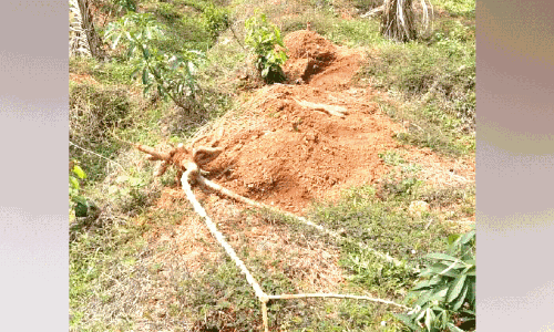 പ്രതിരോധങ്ങൾ ഫലിക്കുന്നില്ല; മൂന്നേക്കറിൽ കാട്ടാന വിളയാട്ടം
