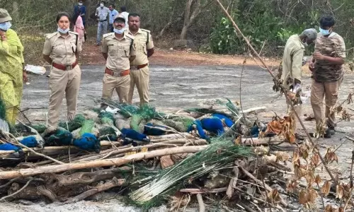 പക്ഷിപ്പനി ബാധിച്ച് മയിലുകൾ കൂട്ടത്തോടെ ചത്തു