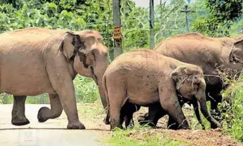 ആറളം ഫാം: നട്ടെല്ലൊടിച്ചത് ദശകമായി തുടരുന്ന കാട്ടാനശല്യം