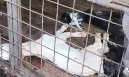തെരുവ് നായ്ക്കൾ ഏഴ് ആട്ടിൻകുട്ടികളെ കൊന്നു