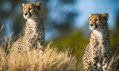 cheetahs