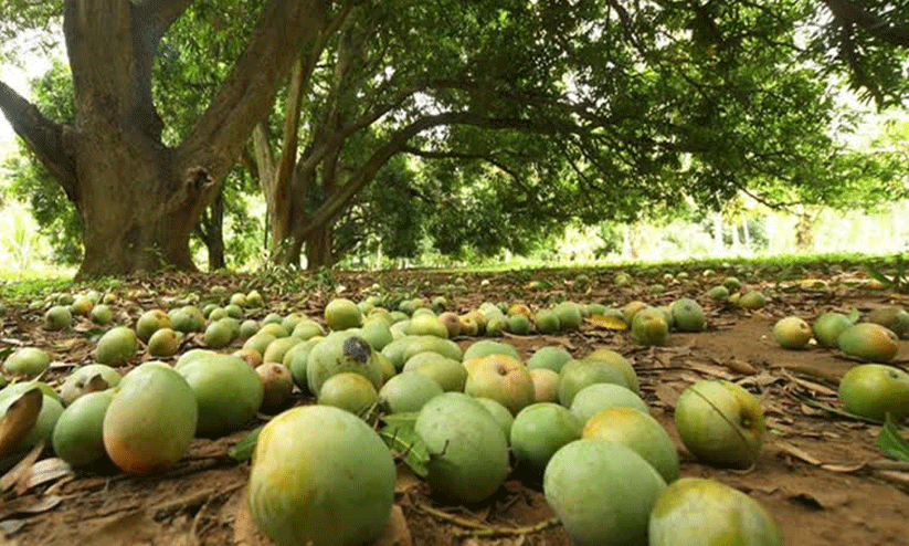 വഴിയിൽ വീണ മാമ്പഴം എടുത്താൽ 3.75 ലക്ഷം രൂപ പിഴ; പ്രവാസികൾക്കും സഞ്ചാരികൾക്കും മുന്നറിയിപ്പുമായി വൈറൽ വീഡിയോ വഴിയിൽ വീണ മാമ്പഴം എടുത്താൽ 3.75 ലക്ഷം രൂപ പിഴ; പ്രവാസികൾക്കും സഞ്ചാരികൾക്കും മുന്നറിയിപ്പുമായി വൈറൽ വീഡിയോ