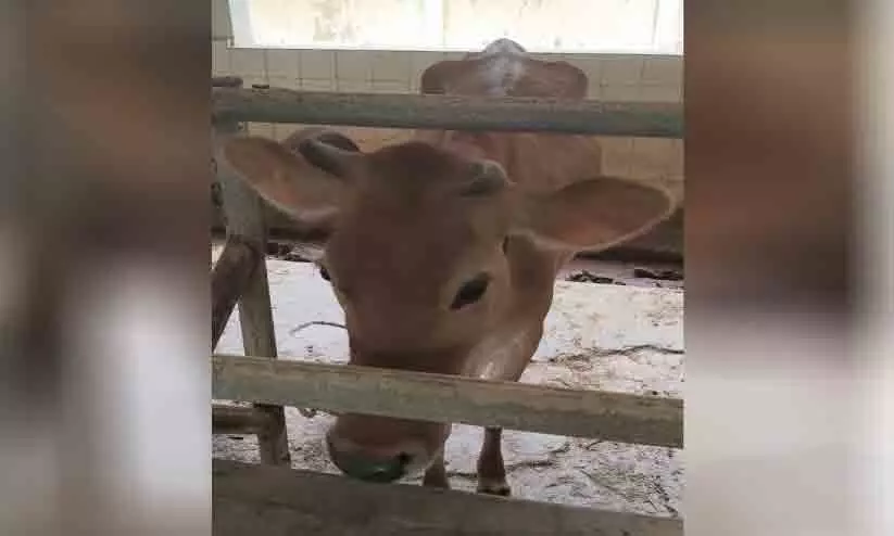ക്ലിഫ് ഹൗസിലെ പശുക്കള് ഇനി തൃശൂരിൽ ക്ലിഫ് ഹൗസിലെ പശുക്കള് ഇനി തൃശൂരിൽ