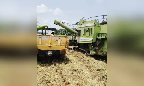 വേനൽമഴ: കോലത്തു പാടത്ത് കണ്ണീർ കൊയ്ത്ത്
