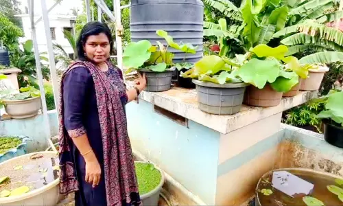 താ​മ​ര ഇ​ന​ങ്ങ​ൾ​ക്ക്​ അം​ഗീ​കാ​രം നേ​ടി അ​ജി​ത