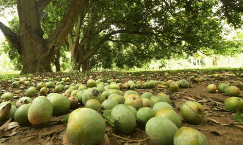 വഴിയിൽ വീണ മാമ്പഴം എടുത്താൽ 3.75 ലക്ഷം രൂപ പിഴ; പ്രവാസികൾക്കും സഞ്ചാരികൾക്കും മുന്നറിയിപ്പുമായി വൈറൽ വീഡിയോ